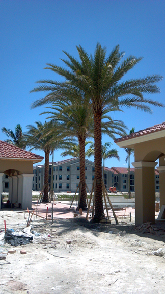 Wholesale Silver Date Palms 